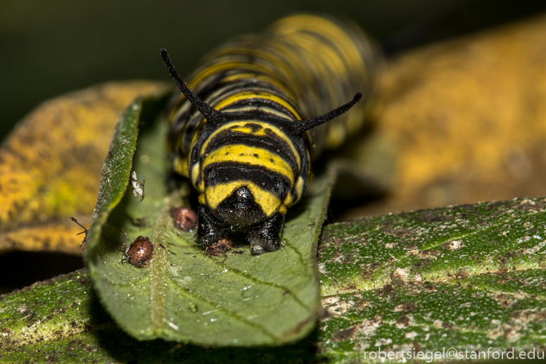 monarch caterpillar